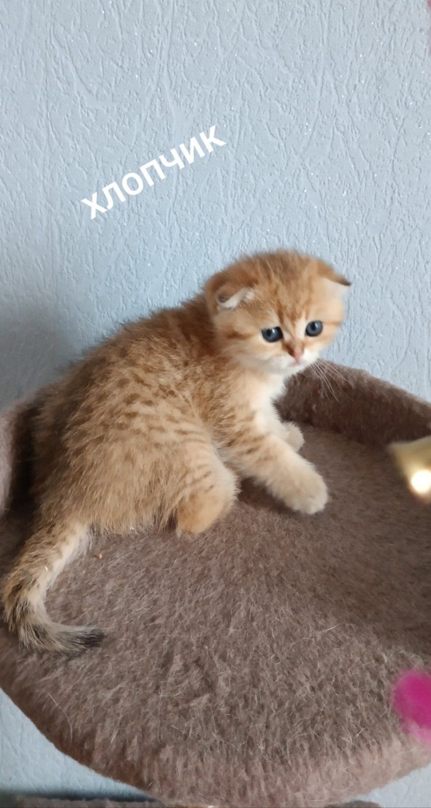 Золота шиншилла scottish fold