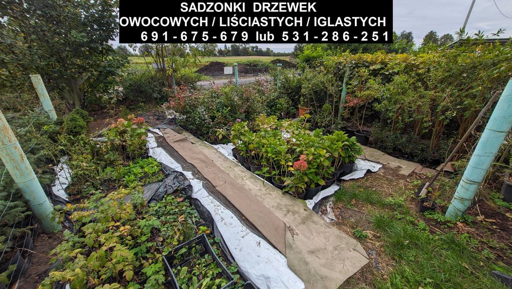 Sadzonki drzewek owocowych/liściastych/iglastych oraz krzewów