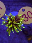 Euphyllia glabrescens Hellfire Golden Torch #30 koralowce