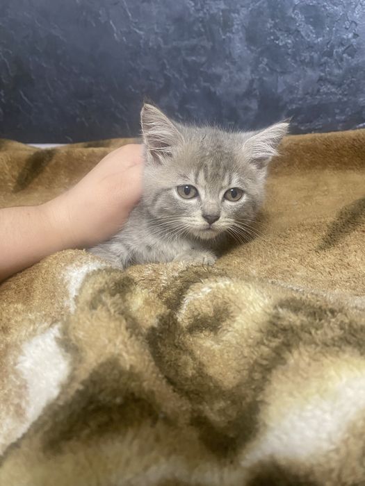 Котенята британці