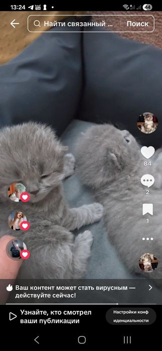 Кошенята,шотландці.