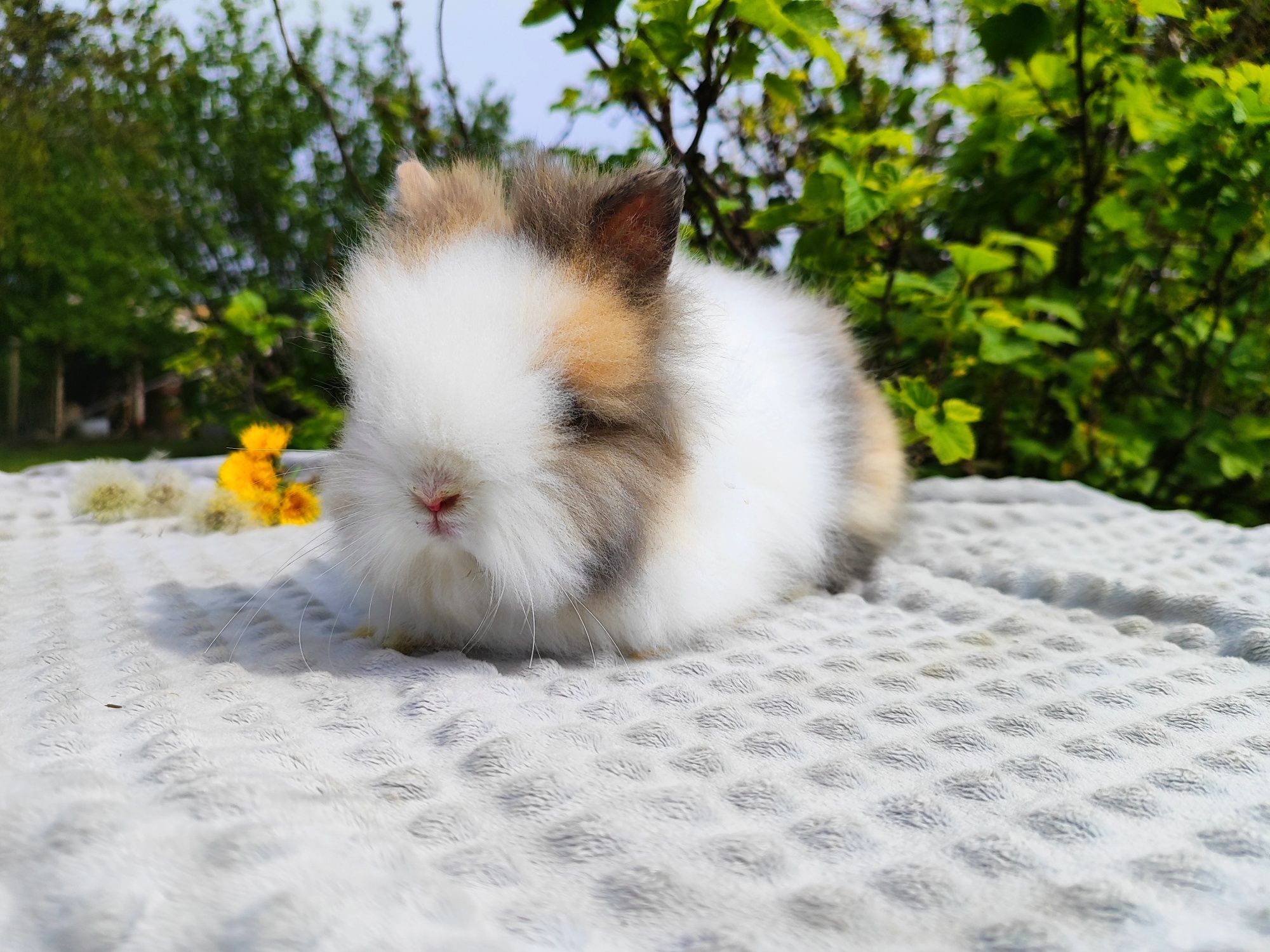 Karzełek teddy metryka legalna hodowla królik miniaturka rasowy