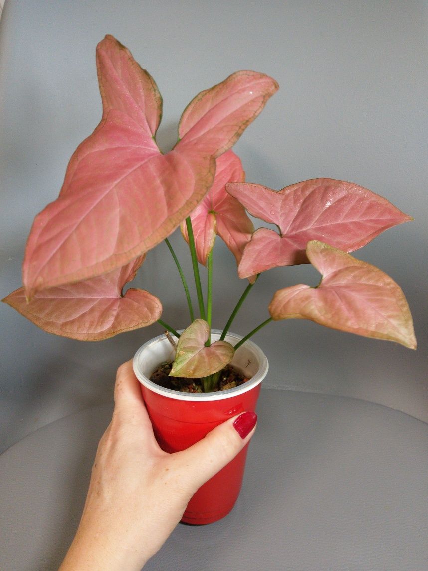 Syngonium Orm Nak