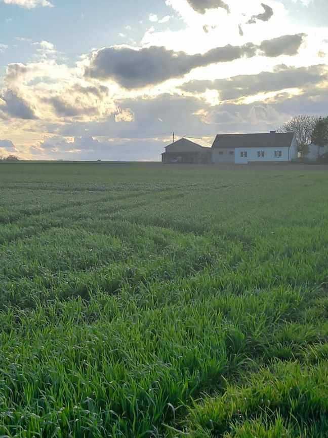 Działki budowlane pod Rypinem