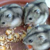 Hamsters anões. Kit hamster+Gaiola 25€