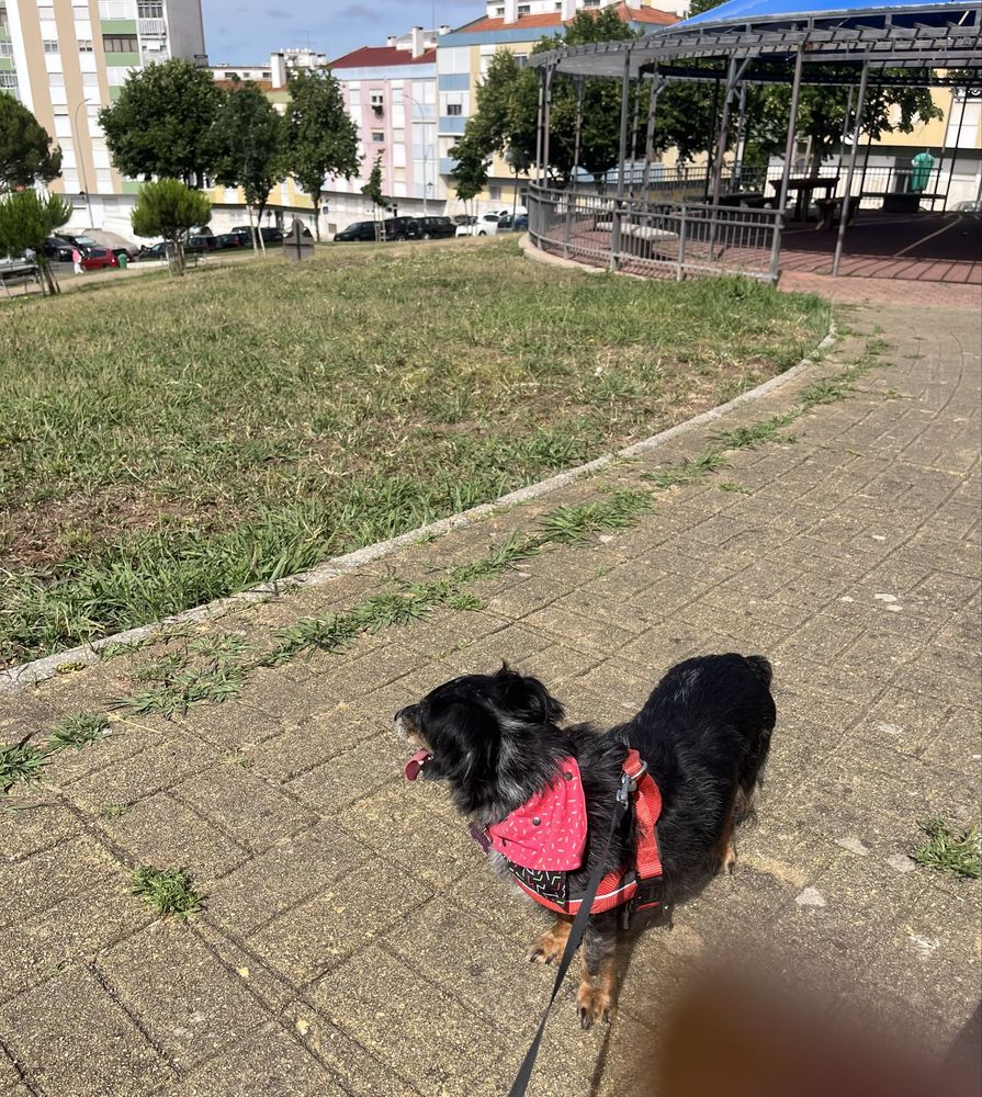 Hospedagem Familiar & Petsitting com Muito A