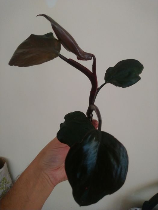 Philodendron Royal Queen 1 - New Red kolekcjonerski