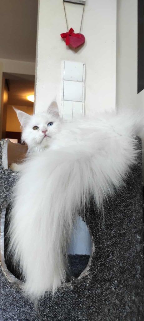 Maine coon Felis Polonia kotka