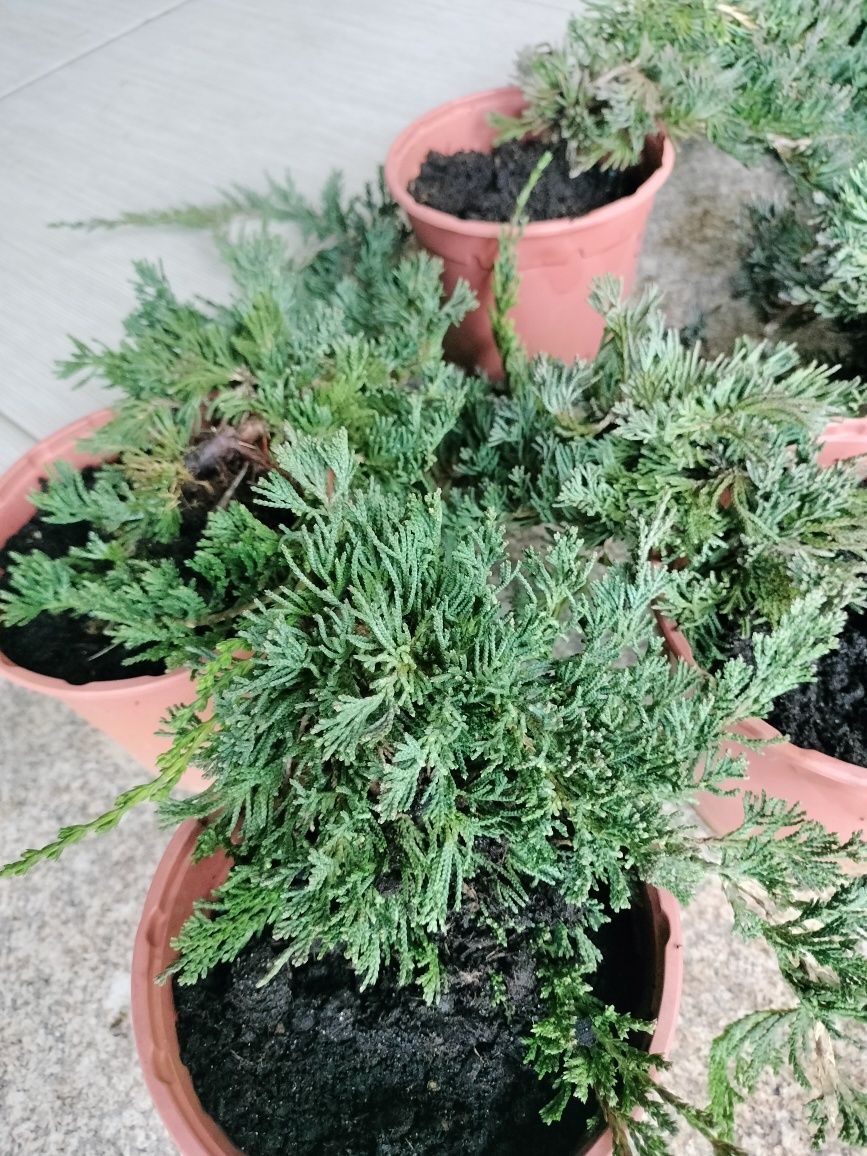 Plantas de cobertura Festuca, Erica e Grevilia