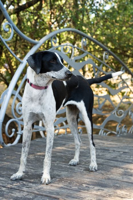 Кетті  метис поінтера шукає сім'ю