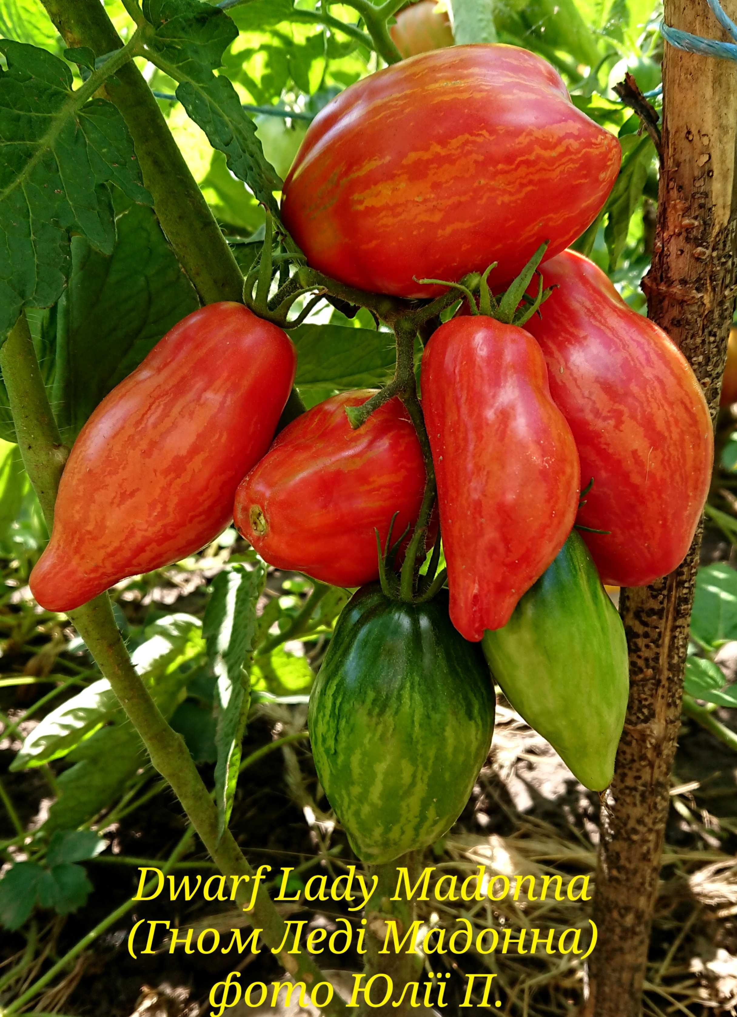 Насіння сортових томатів