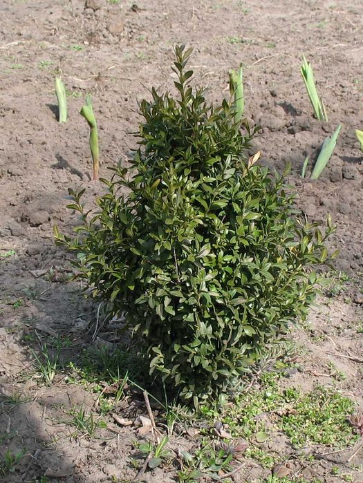 великі і молоденькі кущі самшиту