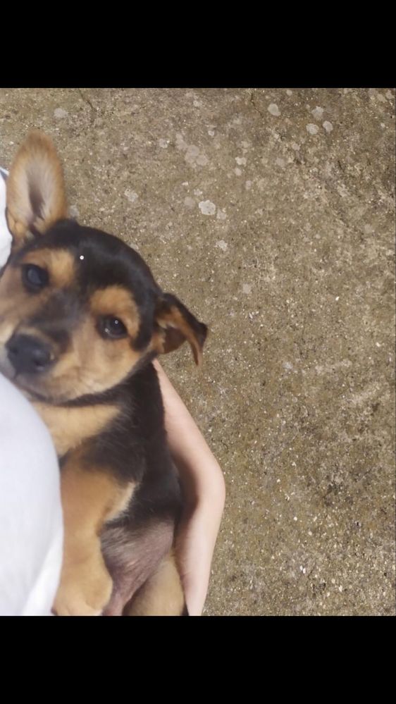 Petsitter e pet walker no Porto