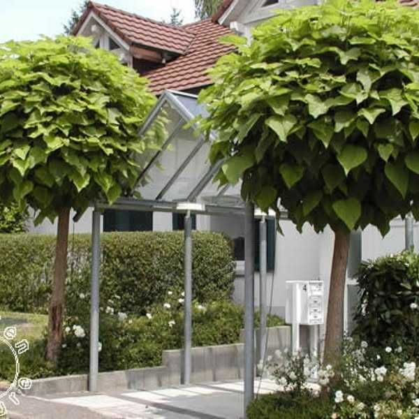 Surmia bignoniowa'Nana' Catalpa szczepiona 160-250cm.Małopolska.