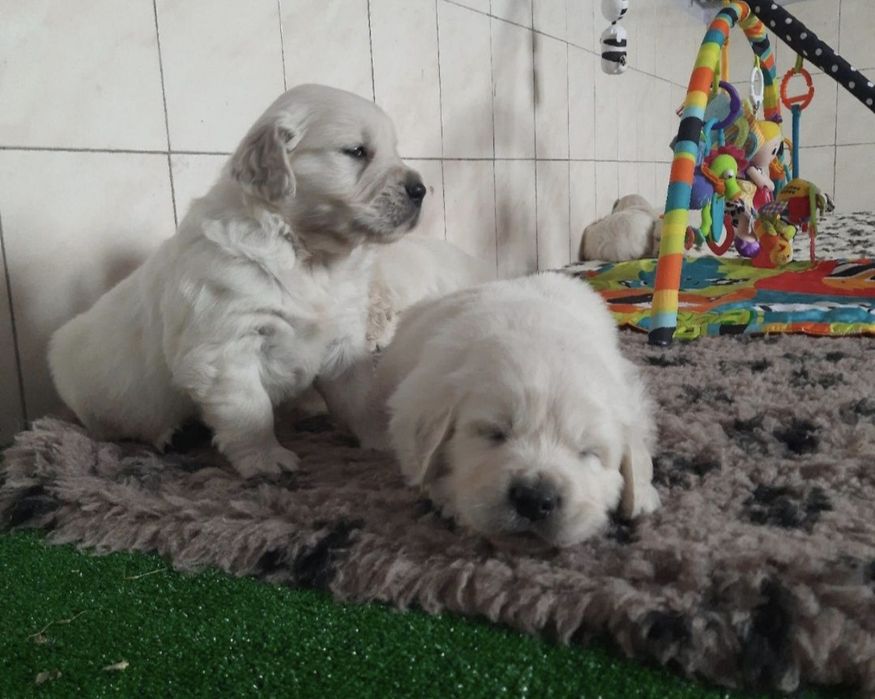 Golden Retriever FCI ZKwP suczka