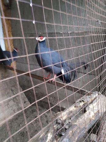 Продам самца синего ушастого фазана