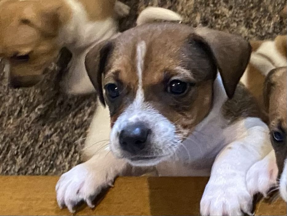 Sprzedam pieska rasy Jack Russell Terrier