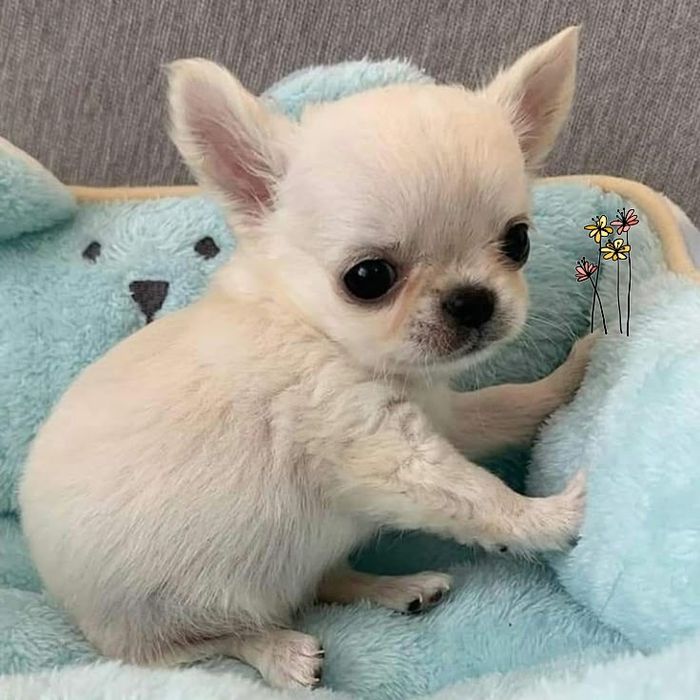 Девочки чихуахуа. Длинношерстные