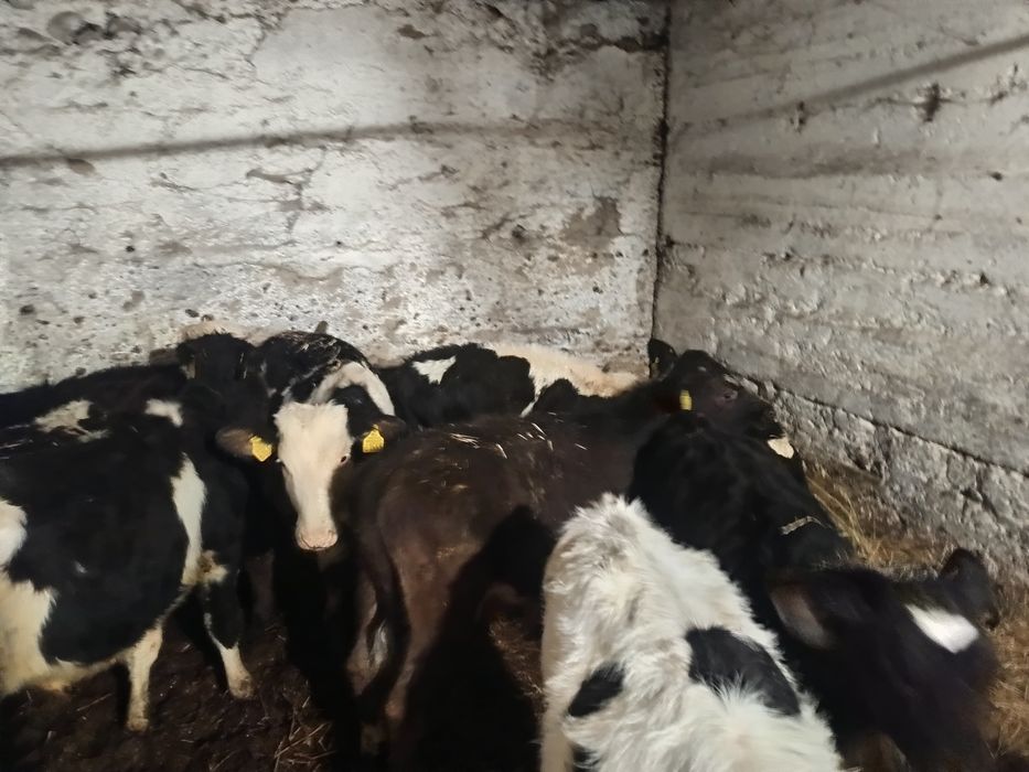 Sprzedam 6 byczków i 2 jałówki