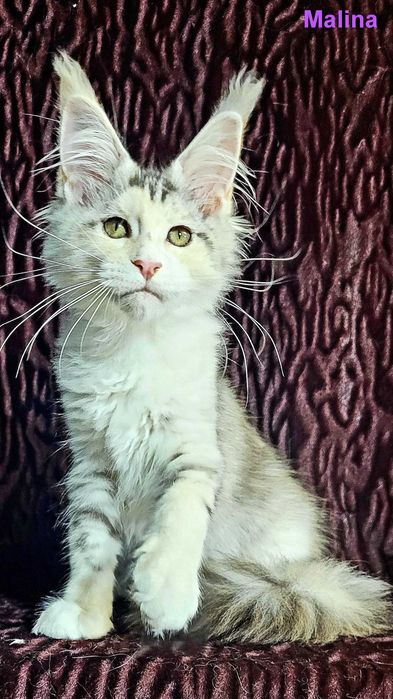 Шикарные котята из питомника
