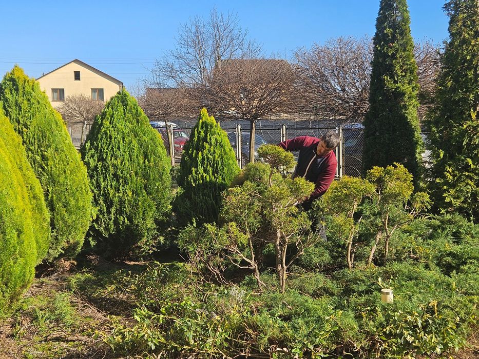 Обрізка дерев, оренда автовишки