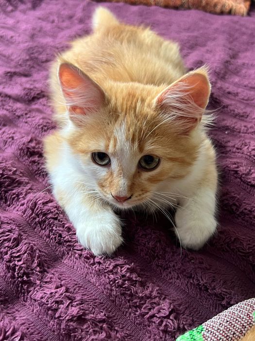 Котики і киці, 3 рудих і 2 сіренькі