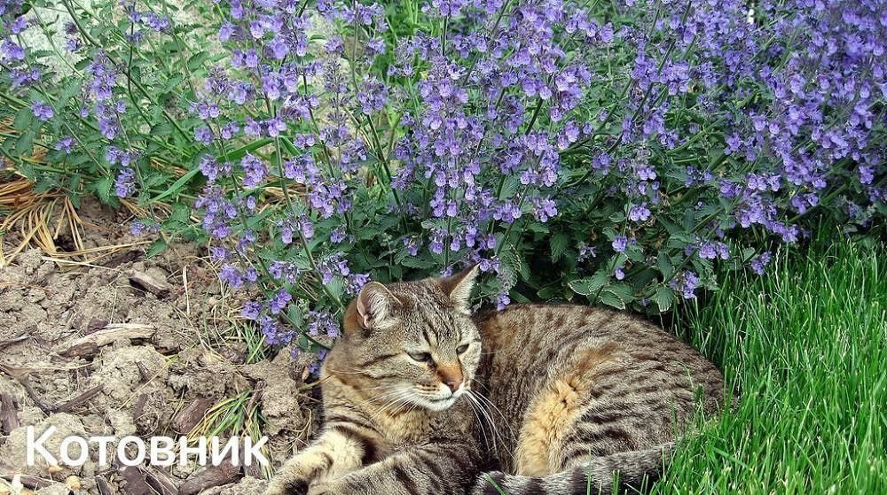 Котовник    ароматный