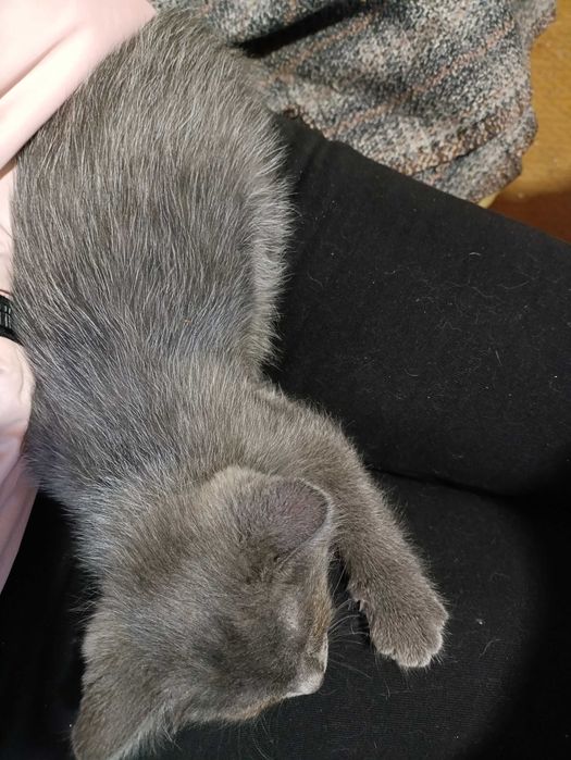 Отдаем котенка мальчика