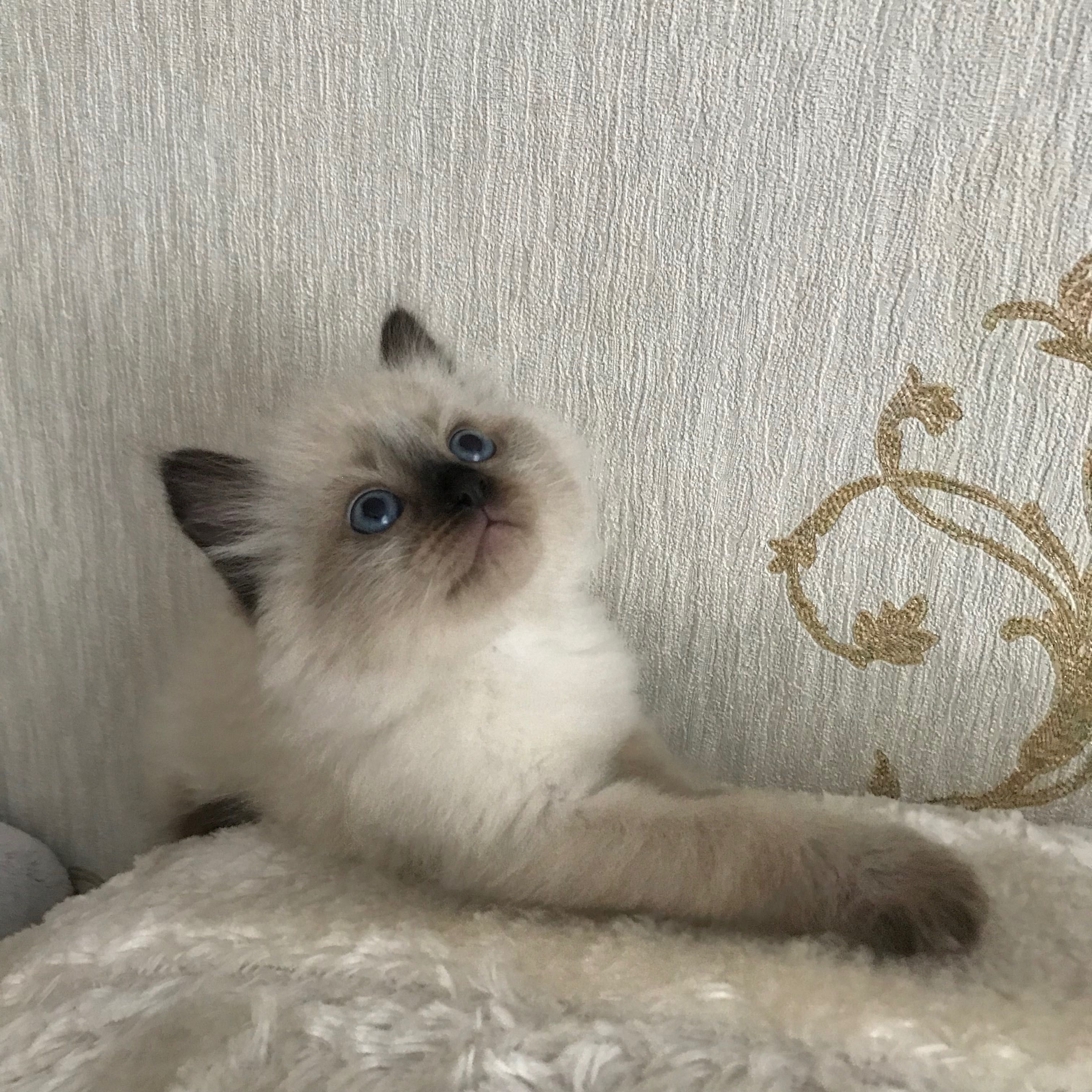 Котёнок породы Рэгдолл возраст 1,3 мес