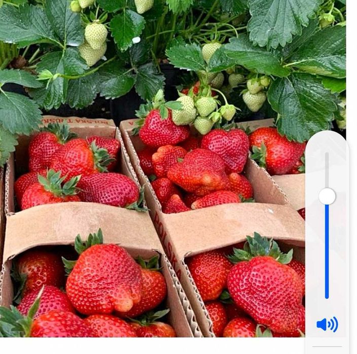 Sadzonki truskawek deserowe,  odmiany pozostałości po posadzeniu!!!