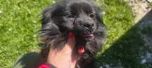 Suczki do adopcji