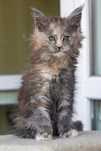 Maine Coon śliczna koteczka niebieski srebrny szylkret tabby