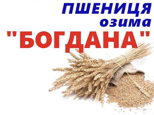 Пшеница «Богдана»