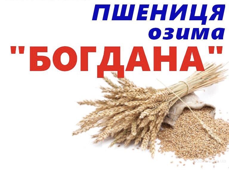 Пшеница «Богдана»