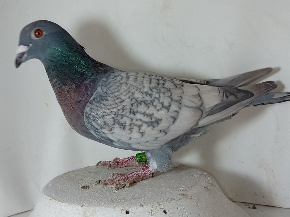 Oferuje różne kolory opali gołębi pocztowych  lotowanych