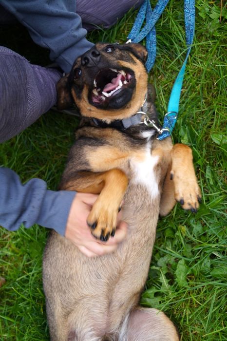 Mały Aviko do adopcji