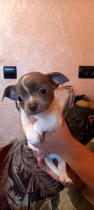 Продаж цуценят щенят чихуахуа