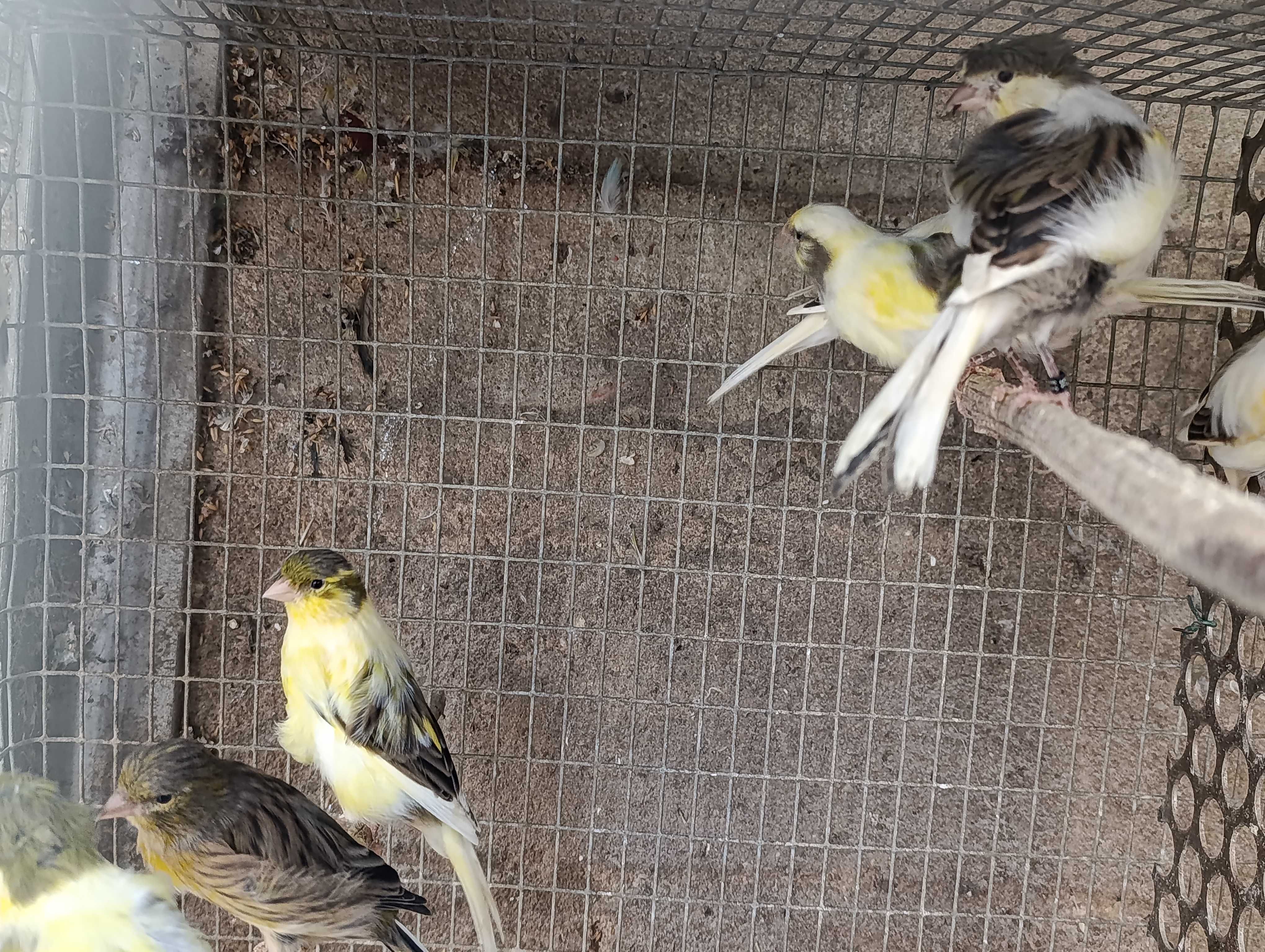 Canários e outras aves