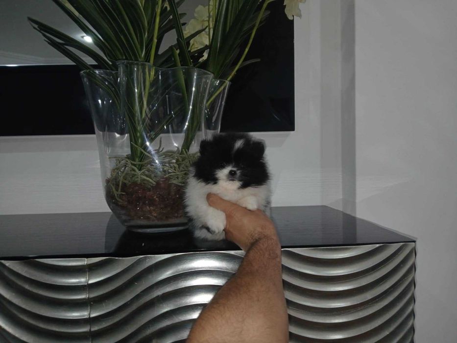 Spitz Alemão Anão e/ou Lulu da Pomerânia MACHO BICOLOR com  LOP  AFIXO