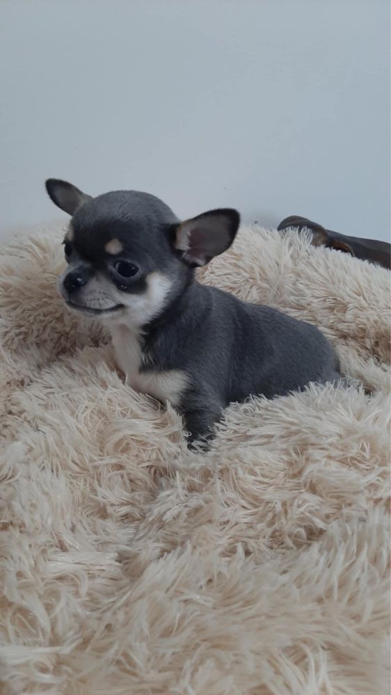 Sprzedam piękna sunie rasy Chihuahua. Niebieska.