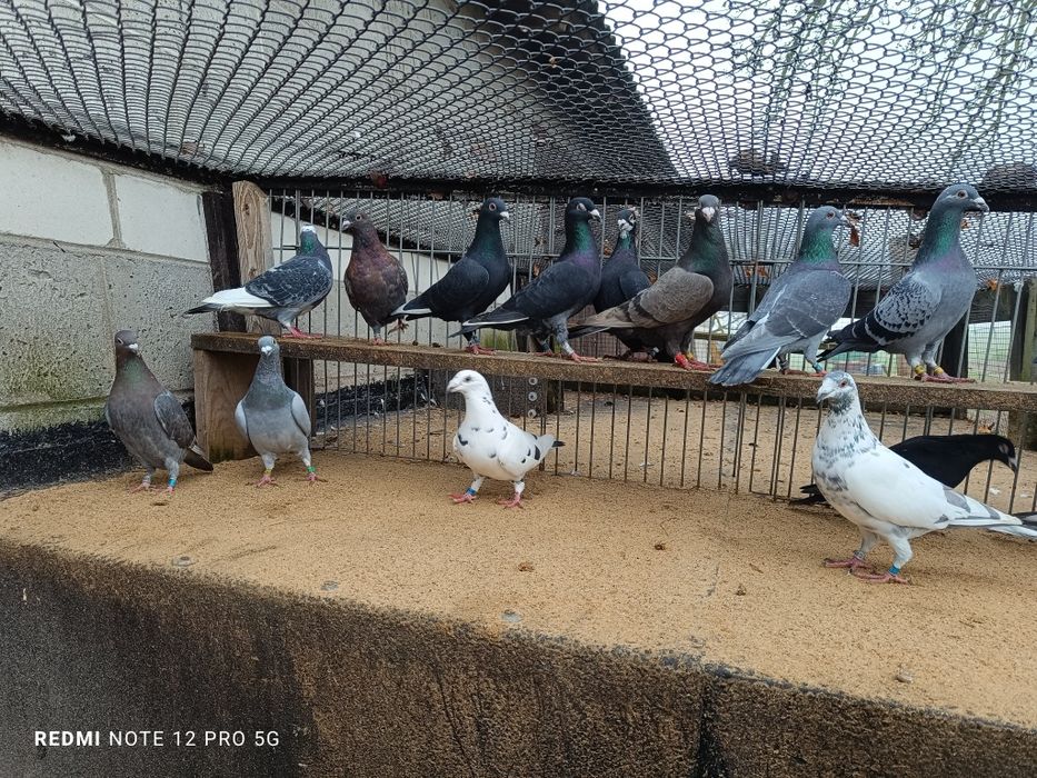 Tanio ! okazja ! Gołębie Pocztowe 17 sztuk Opale ,tygrysy ,