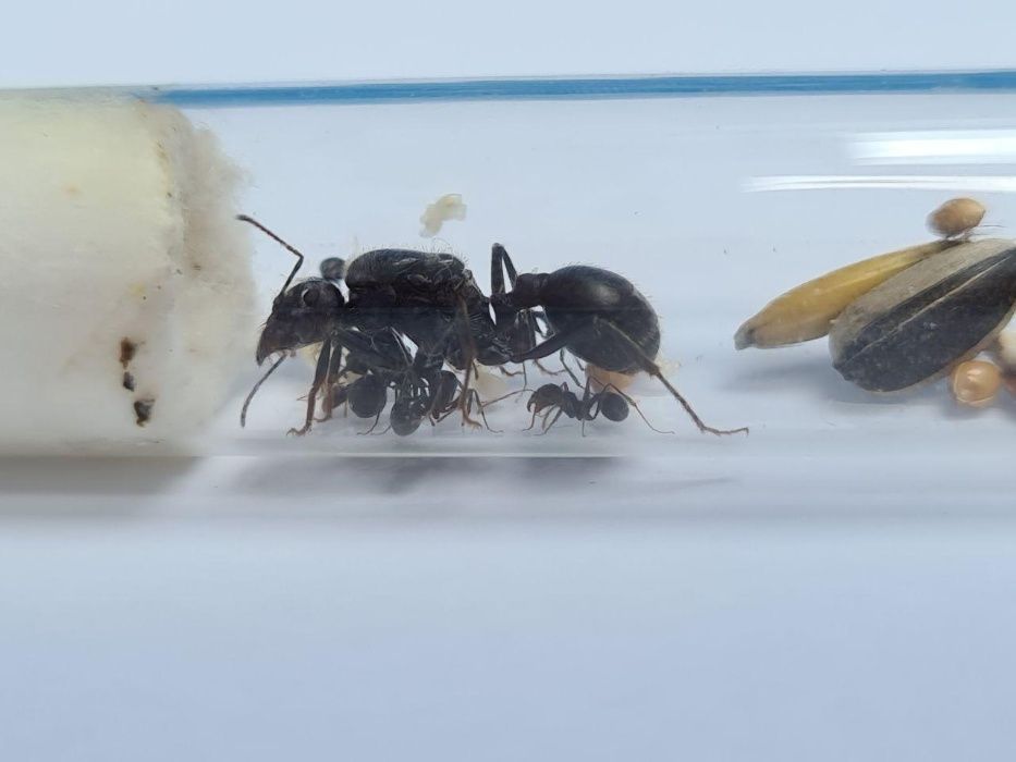 Messor Arenarius Kolonia Mrówek do Hodowli w Formikarium
