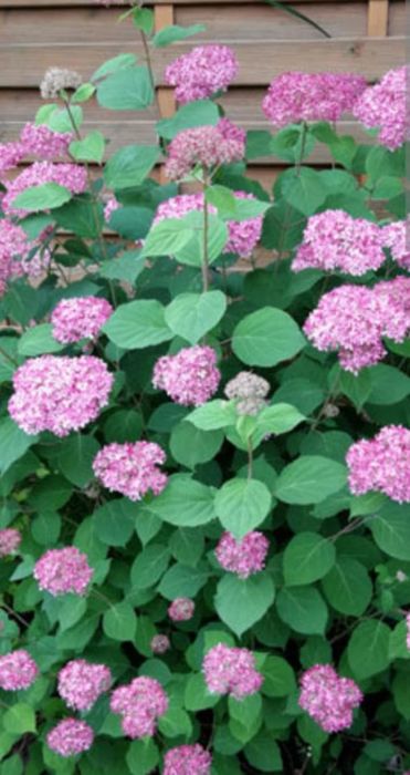 Hortensja Pink Anabelle
