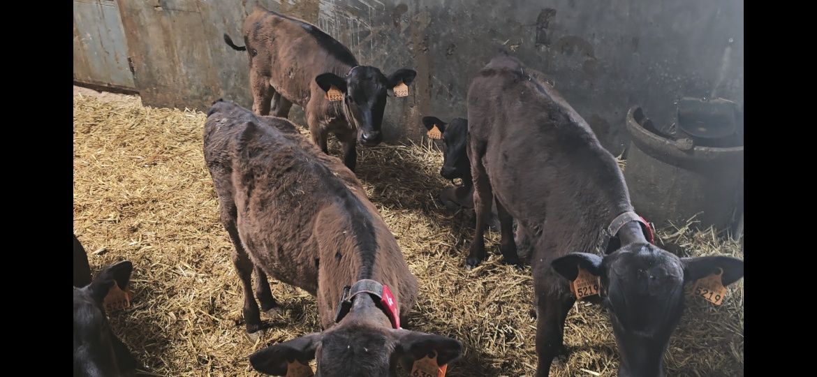 Vitelos Wagyu puros