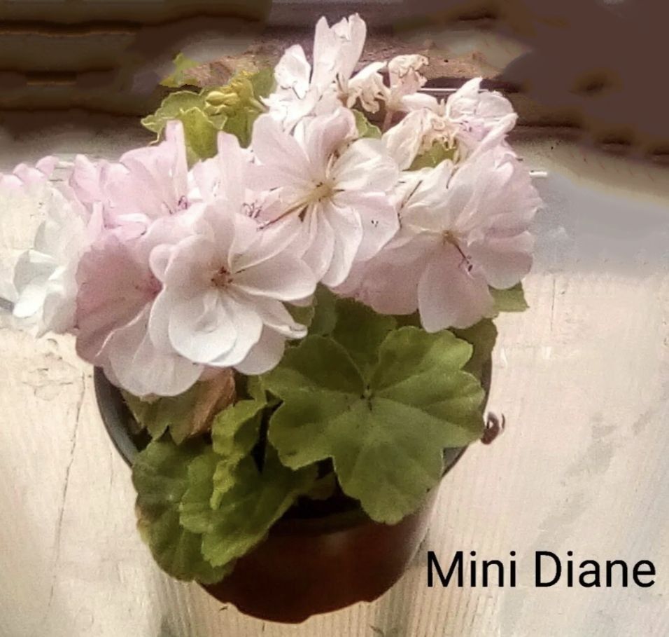 Пеларгония Mini Diane
