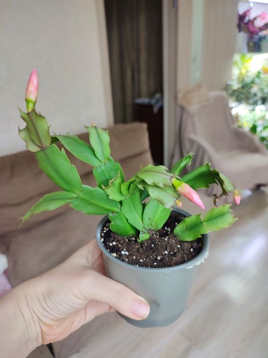 Набір різдвяників, шлюмбергера білий та червоний