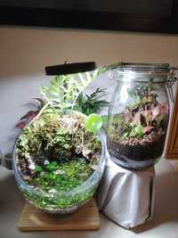 Terrário e Paludário (Terrarium / Paludarium)