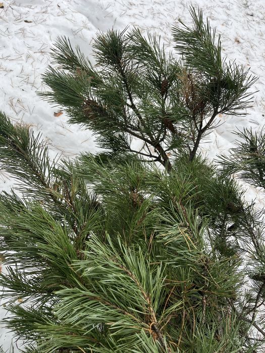 Galezie sosny 10 szt