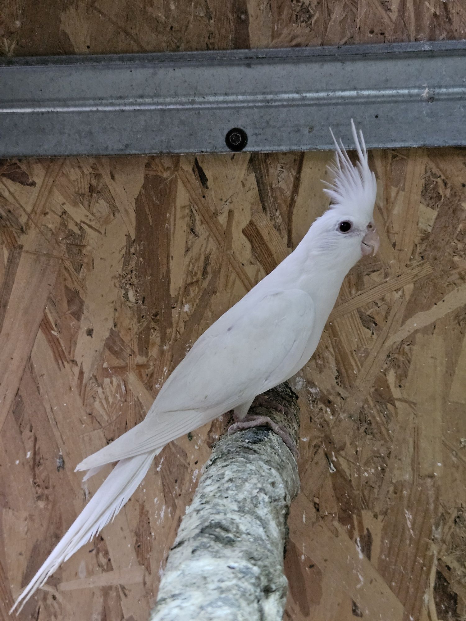 Papuga Nimfa albino