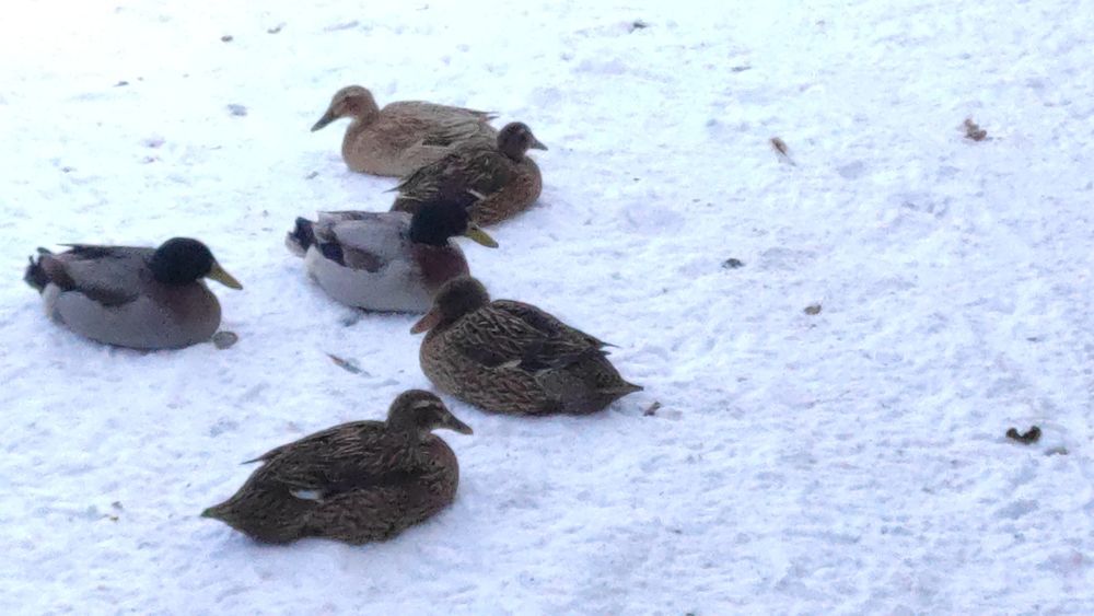 Індійський бігунок дорослі качки пара